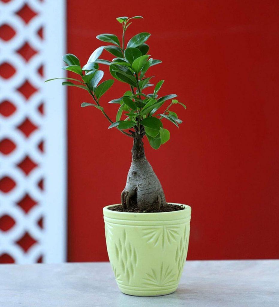 Natural Aglaonema Plant in Green Ceramic Pot