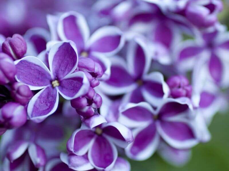 Wedding Flower Lilac