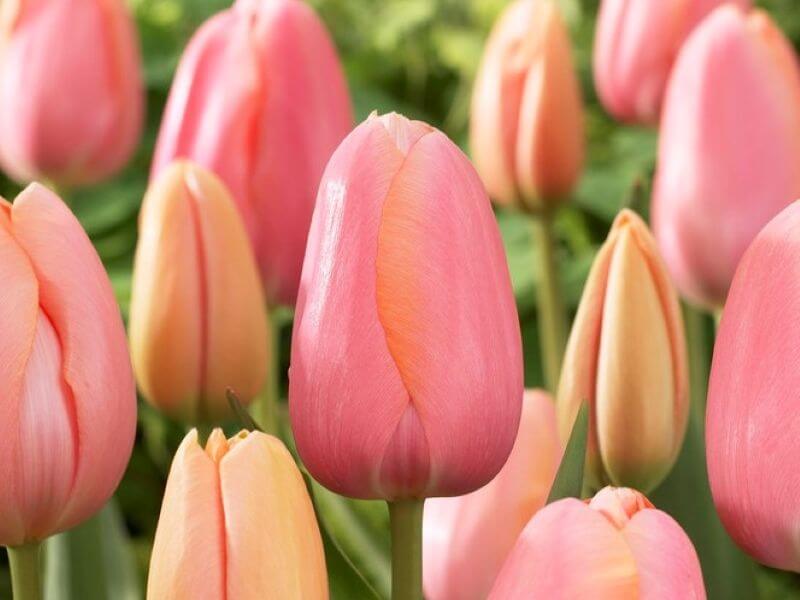 Wedding Flower Idea Tulips 