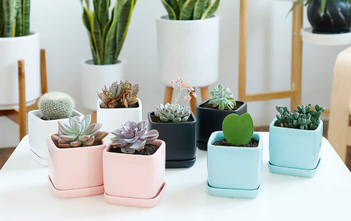 Succulent Planters