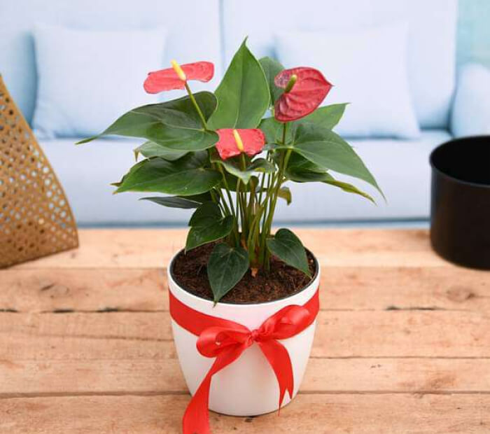 Give Her an Anthurium Red Flower