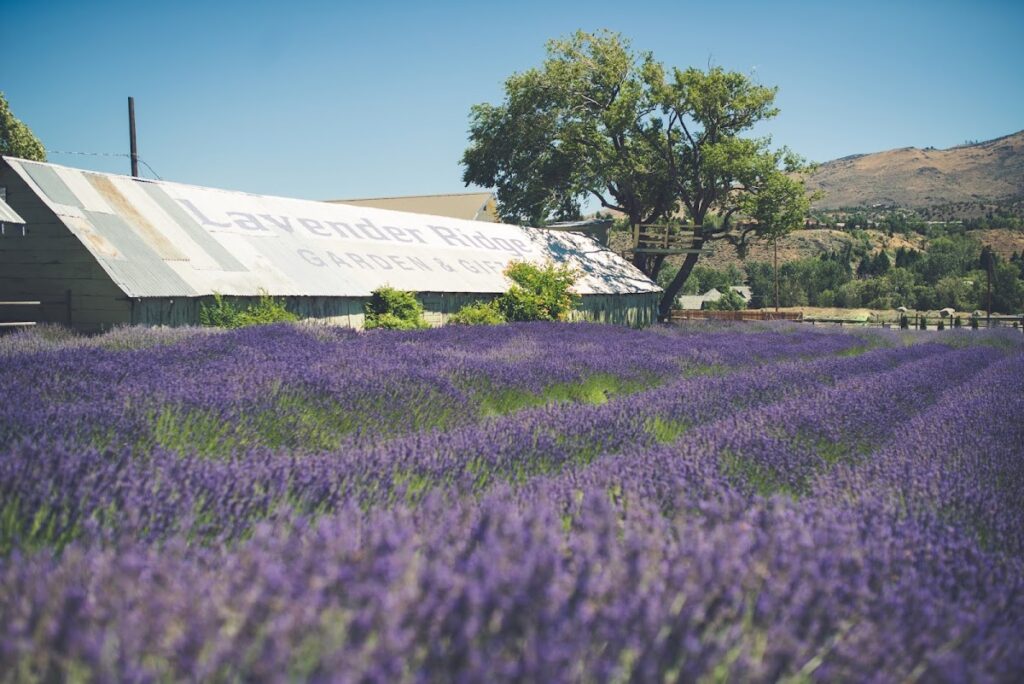Lavender Ridge: Your Dream Reno Wedding Venue